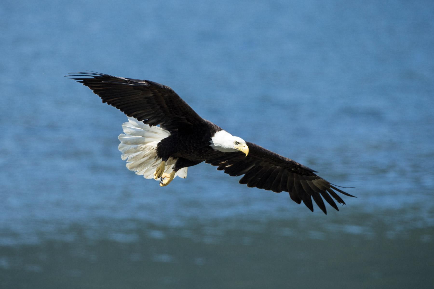 Bald Eagle Watching