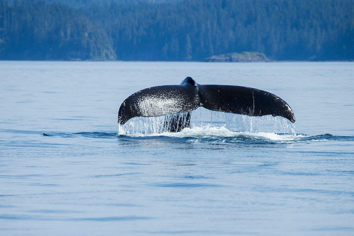 Whale Watching