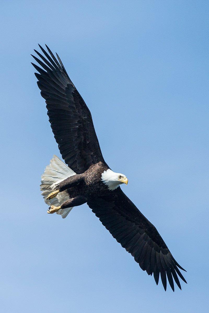 Bald eagle gliding