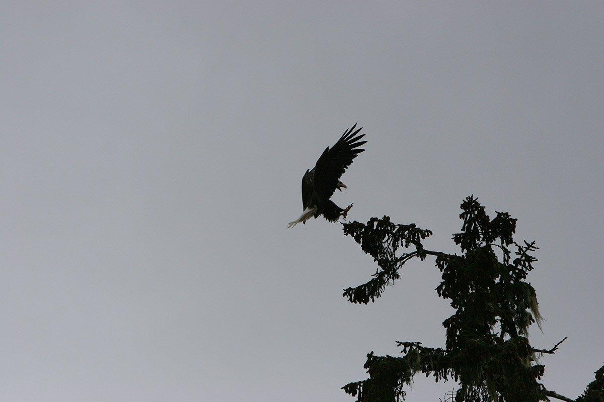 Bald eagle landing