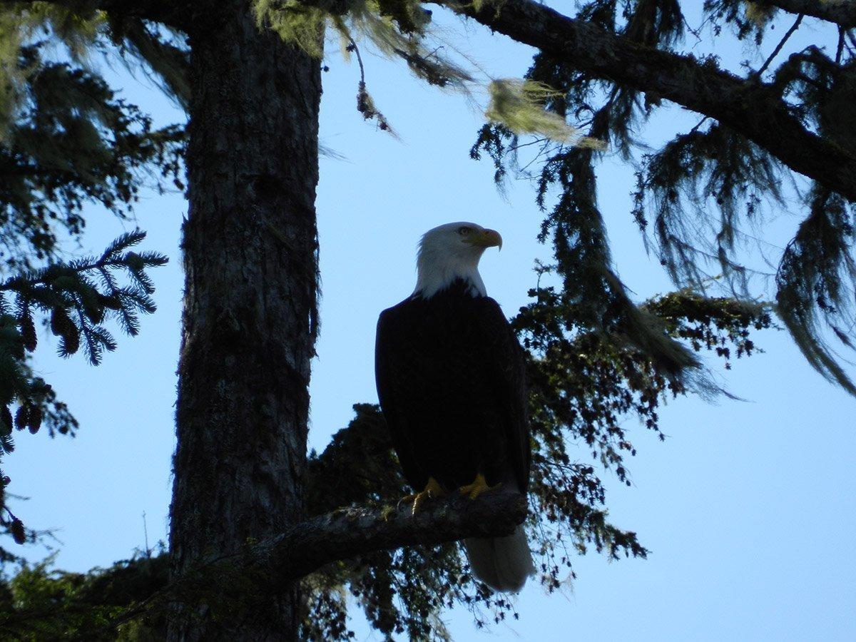 Bald eagle perched in tree