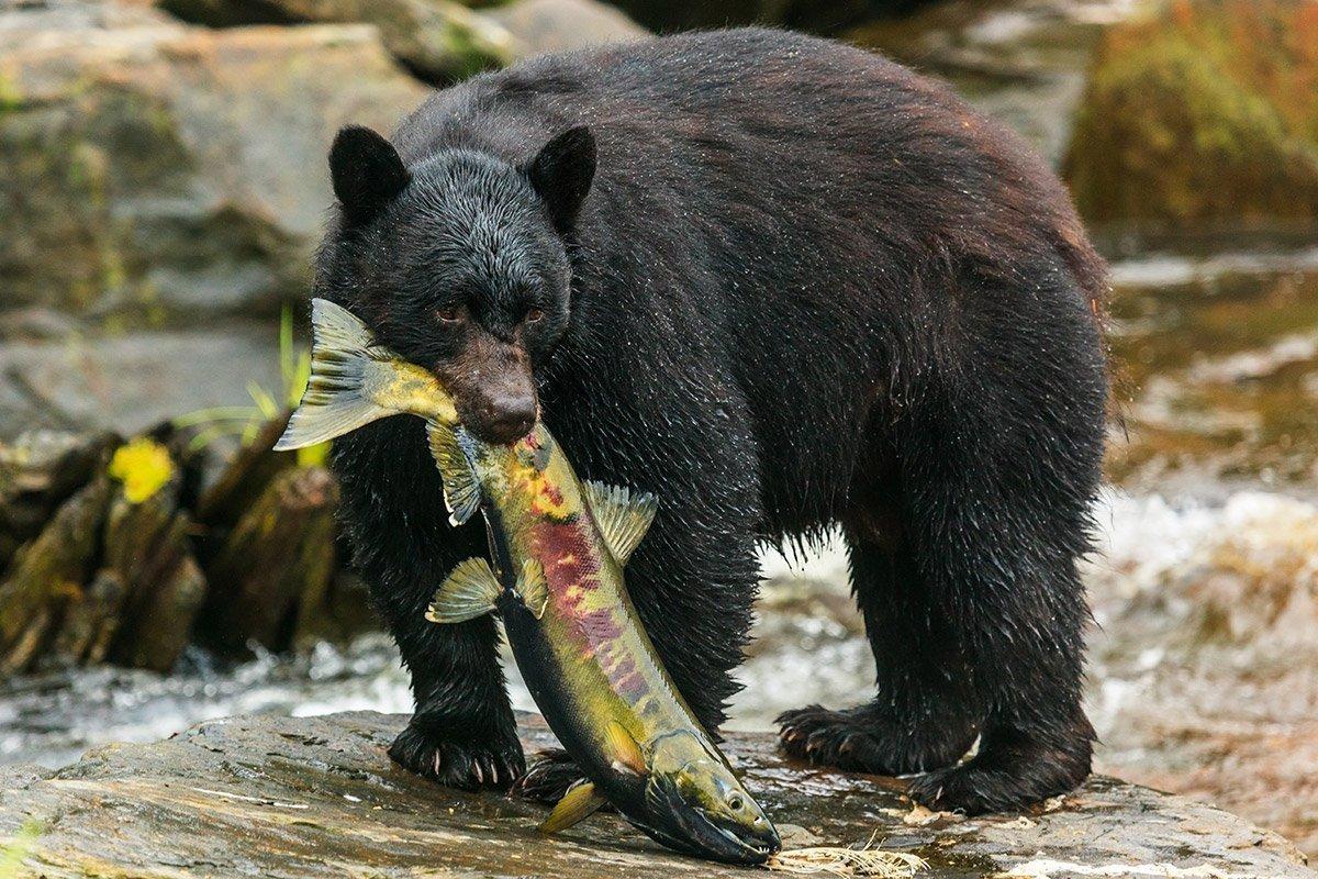 Bear Watching Tours