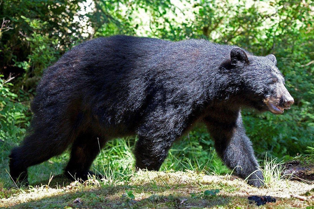 Alaska black bear watching