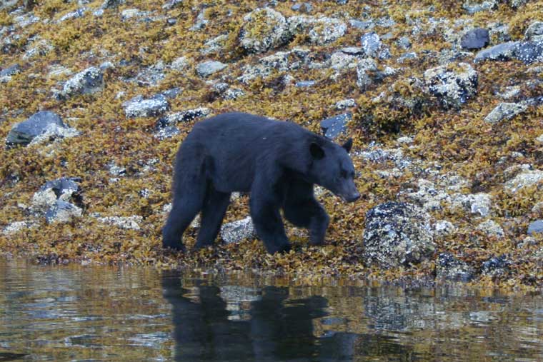 Prince of wales island bear fishing Anan Creek Bear Observatory