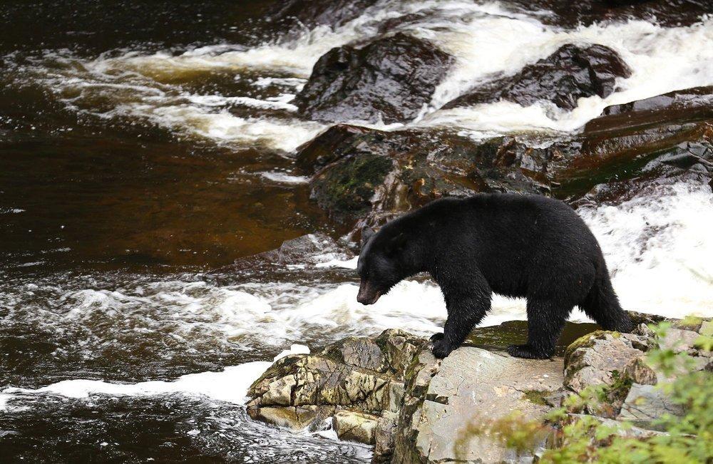 Southeast Alaska black bear salmon fishing