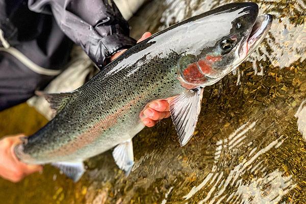 Steelhead trout like these spawn in Southeast Alaska each year