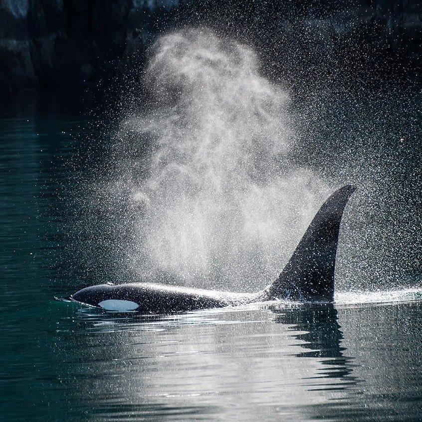 Orcas on the Loose!