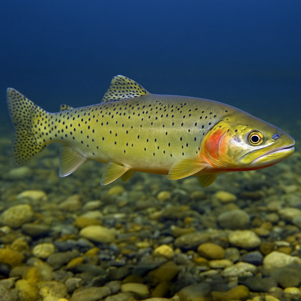 Catching Cutthroat Trout on Prince of Wales Island