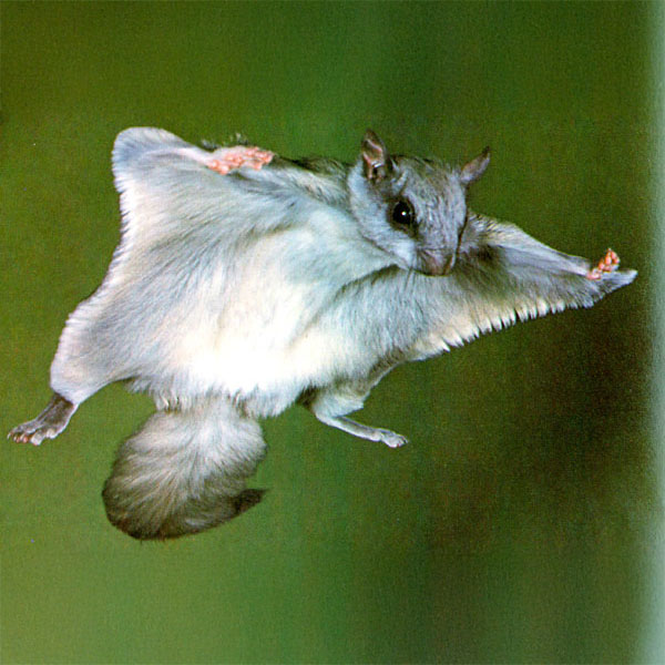Flying Squirrels After Dark on Prince of Wales Island