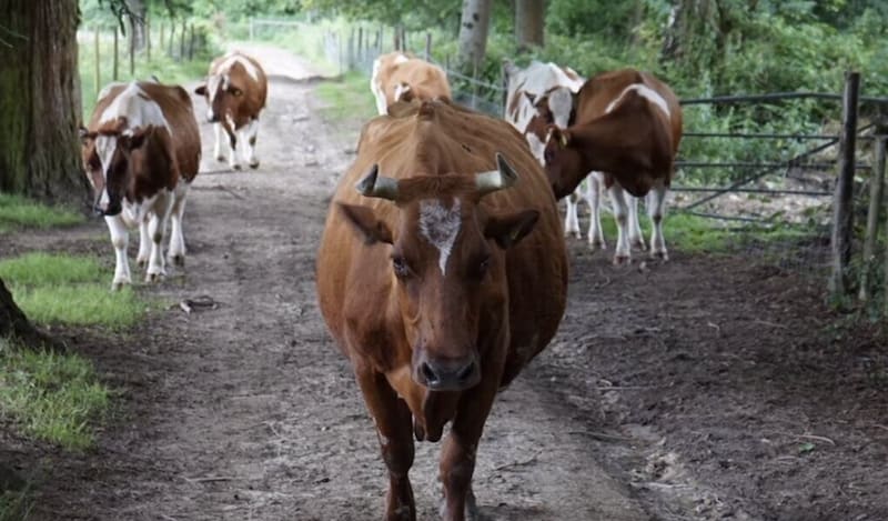 Plawhatch Farm cows 2