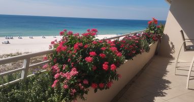 Balcony view over flowering planters