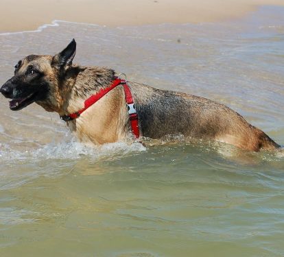 one our rescues having fun