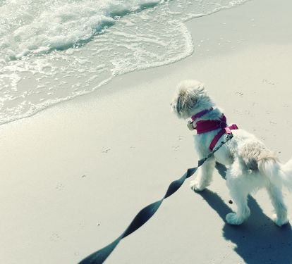 Dog friendly beach/ leash required