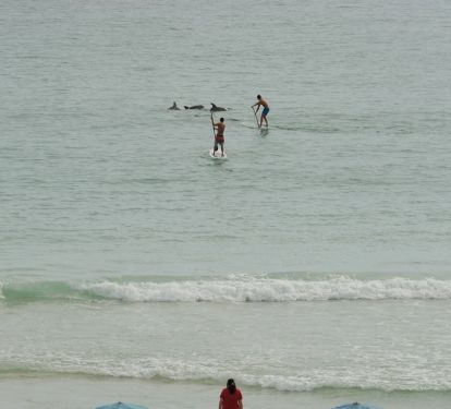 Paddle board with the dolphins! 
