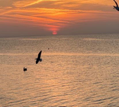 Sunset, sea gulls, pelicans seen from yard