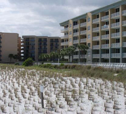 Beach Grass