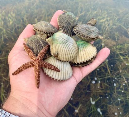 Scallops Right off the Dock