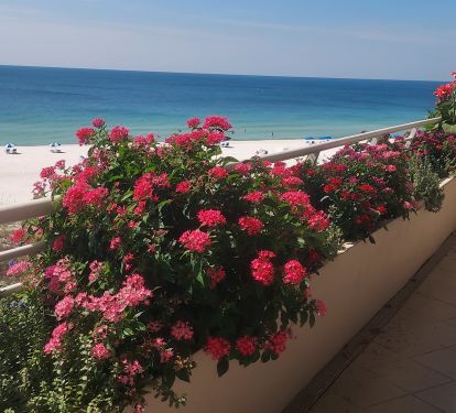 Balcony view over flowering planters