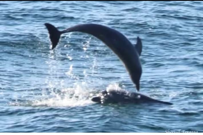 Dolphins are often playing off the shore of in the morning and evening - sometimes four or five at a time!