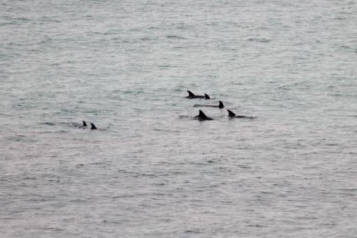 View from the balcony:  many dolphins swimming right in front of the condo