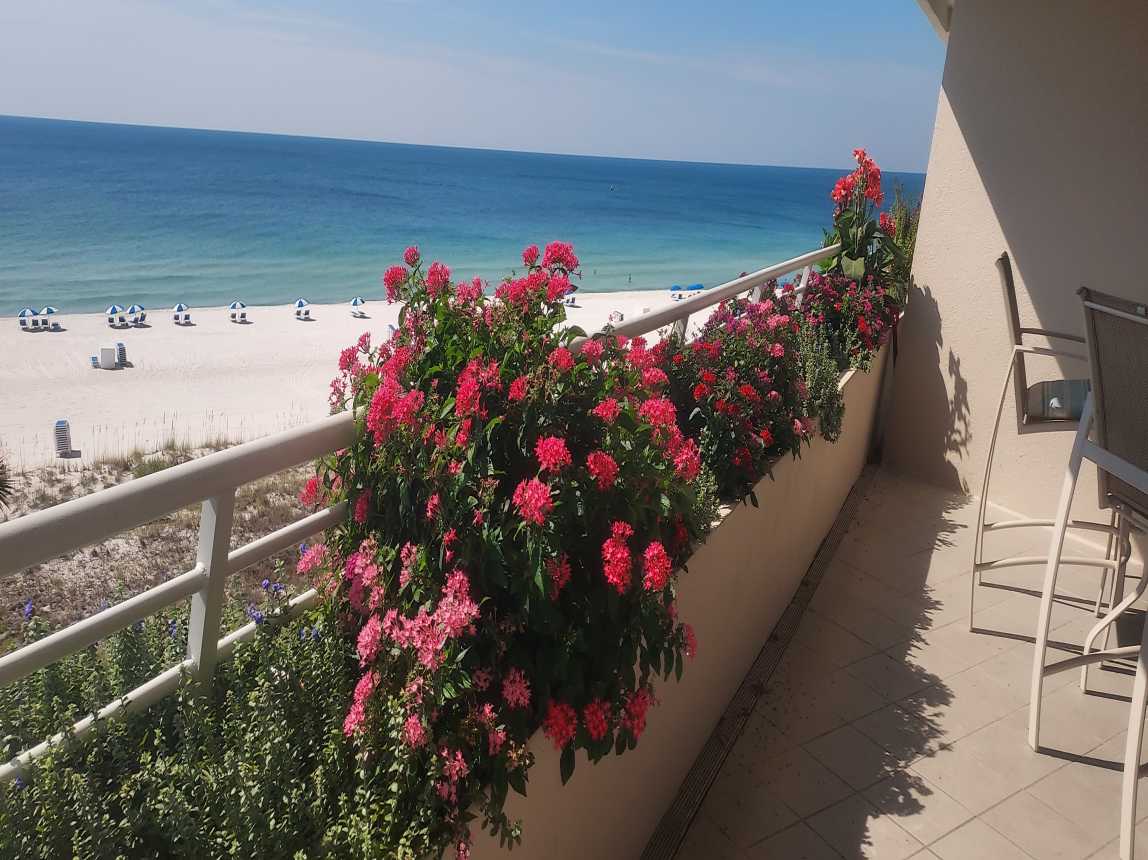 Balcony view over flowering planters