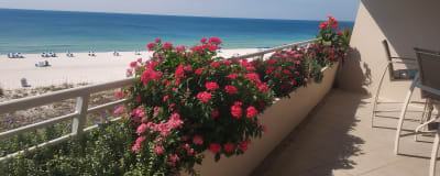 Balcony view over flowering planters