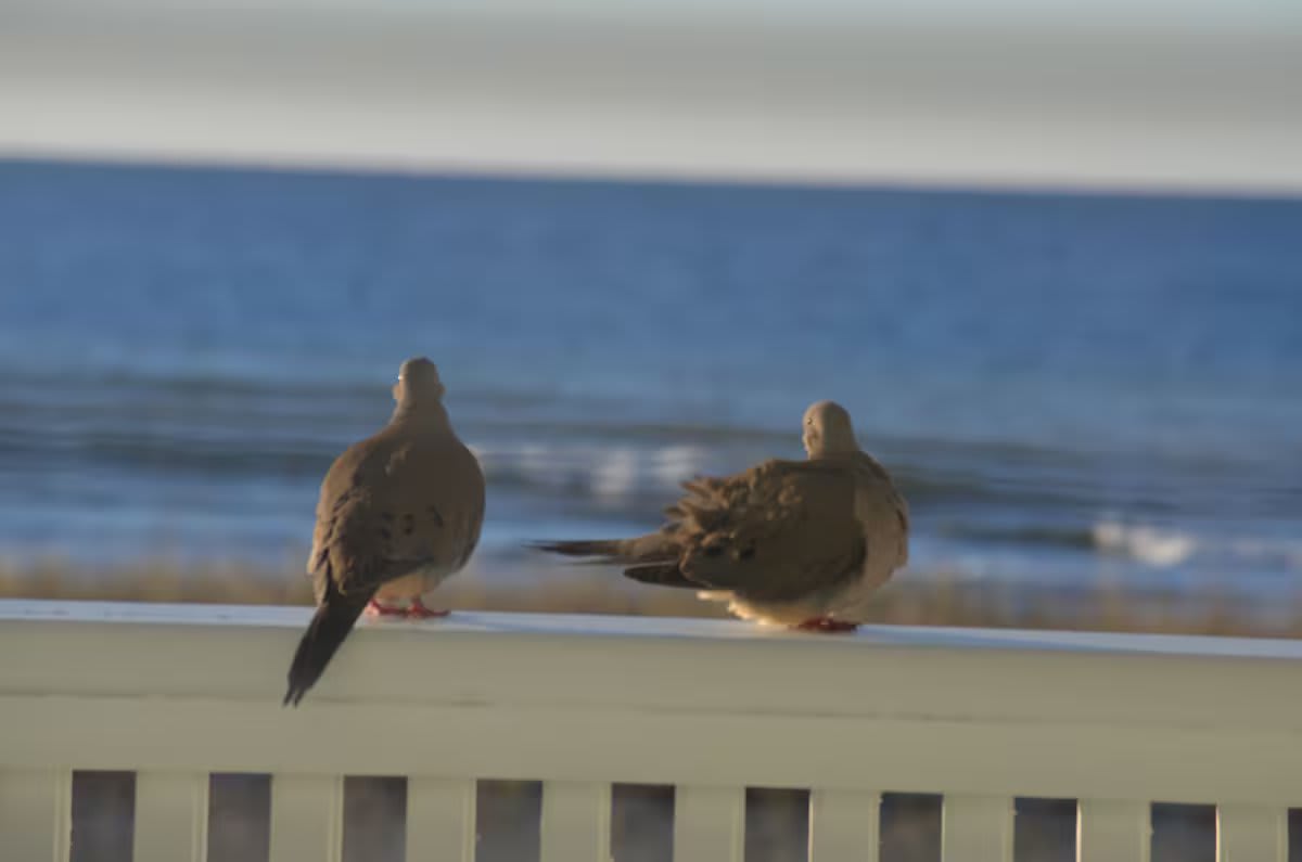 Beach/ocean view Beach/ocean view
