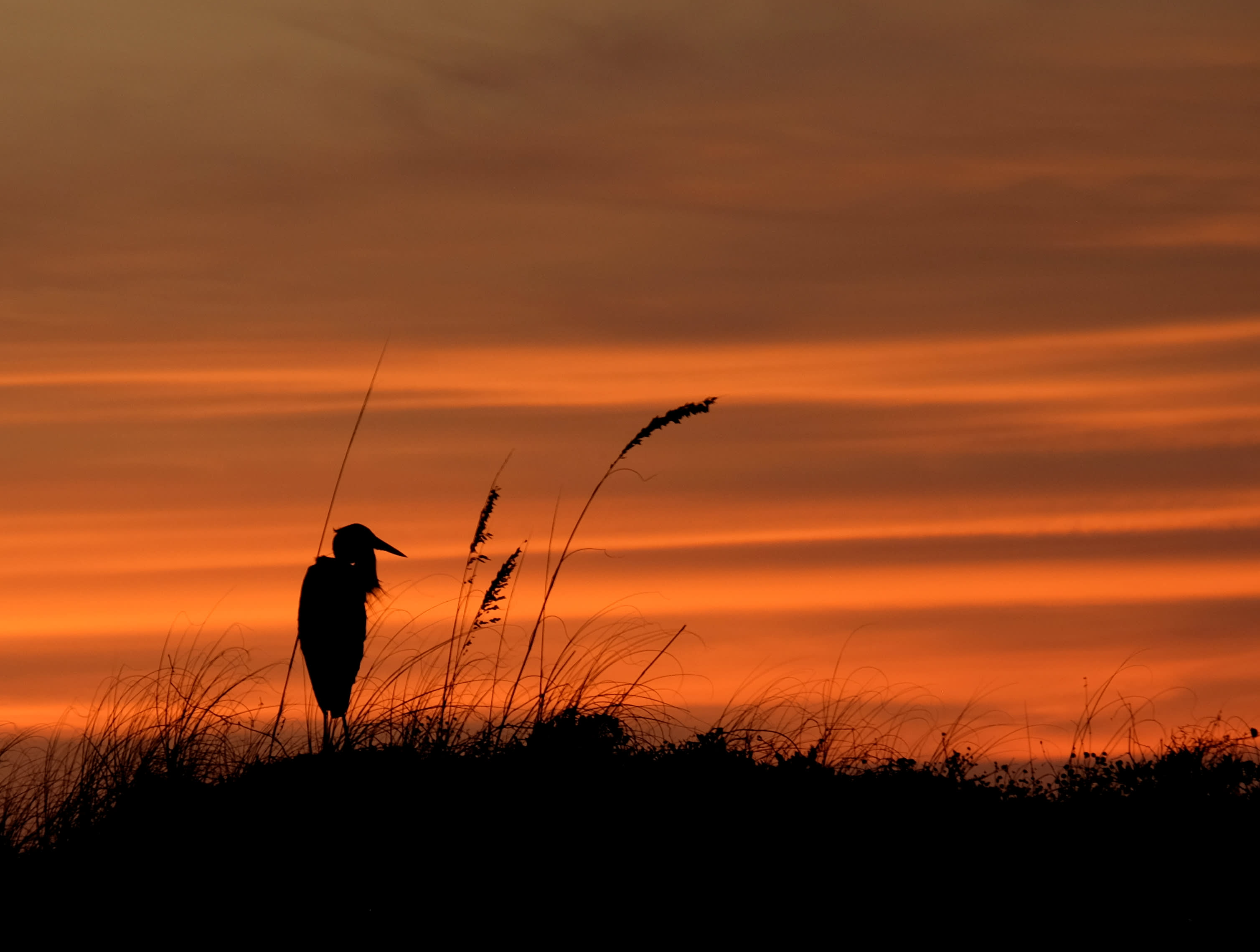 ?? "Silhouettes at Sunset. A graceful heron perches against the backdrop of a glowing sky—just one of the peaceful moments you’ll enjoy at A Shore Thing." ??? #CoastalSunsets #AShoreThing