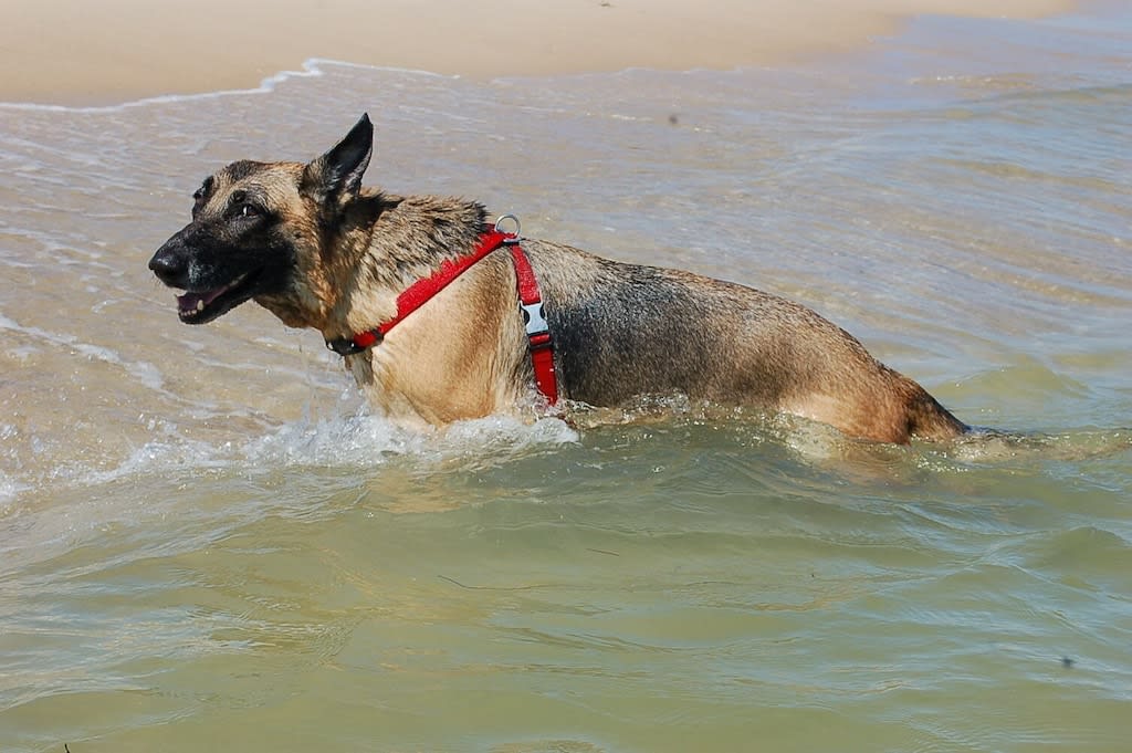 one our rescues having fun