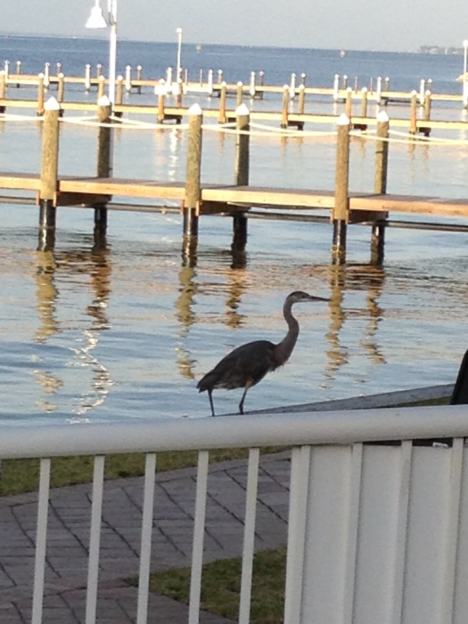 DESTIN WEST - Resort SANDPIPER L-02_16
