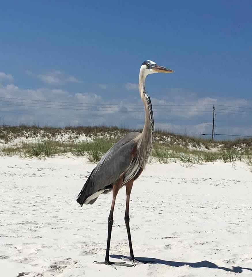 These guys hang out with the shore fishermen all day, waiting for a fish.