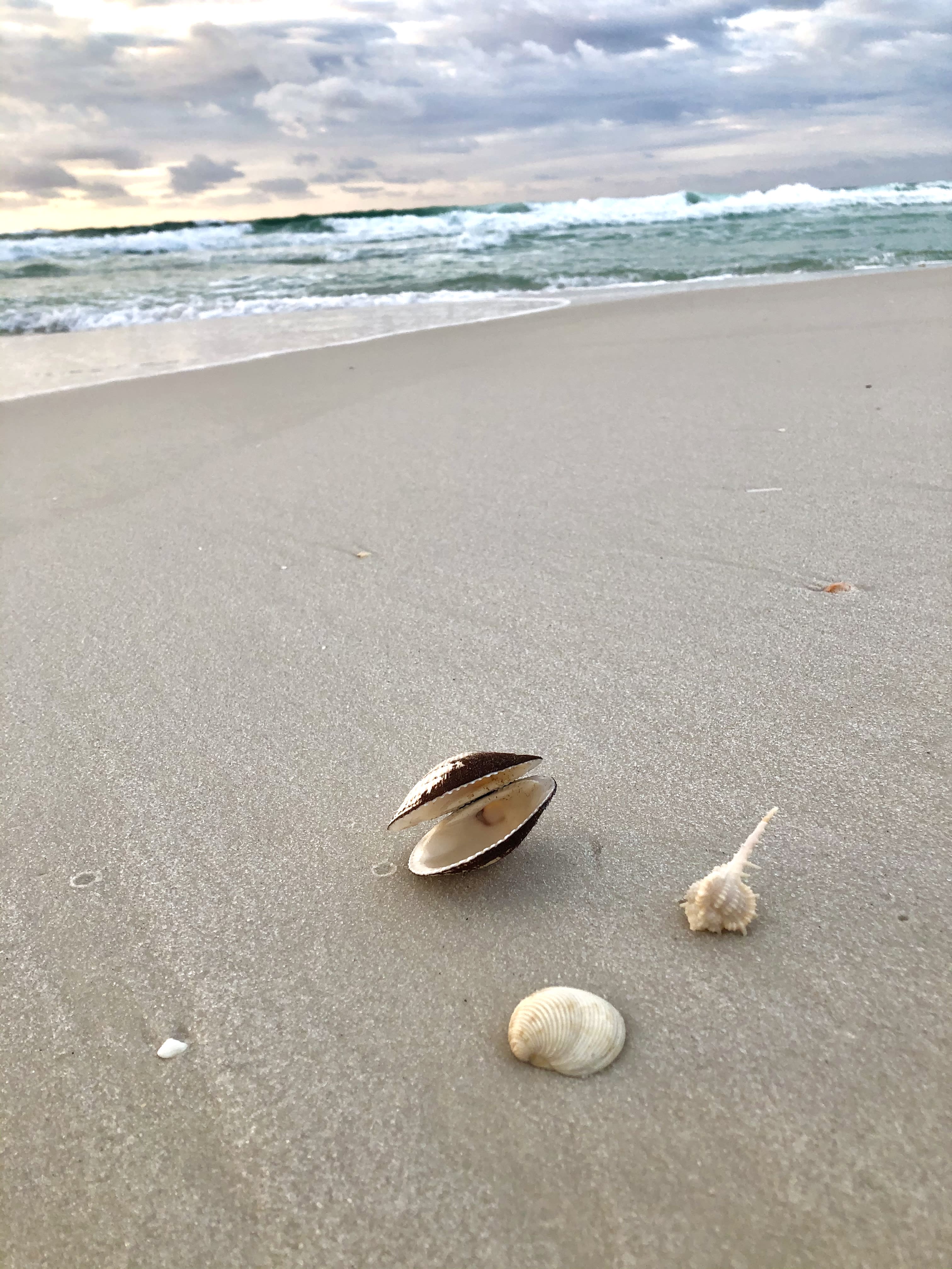 Amazing shells can be found year round on this beautiful beach!