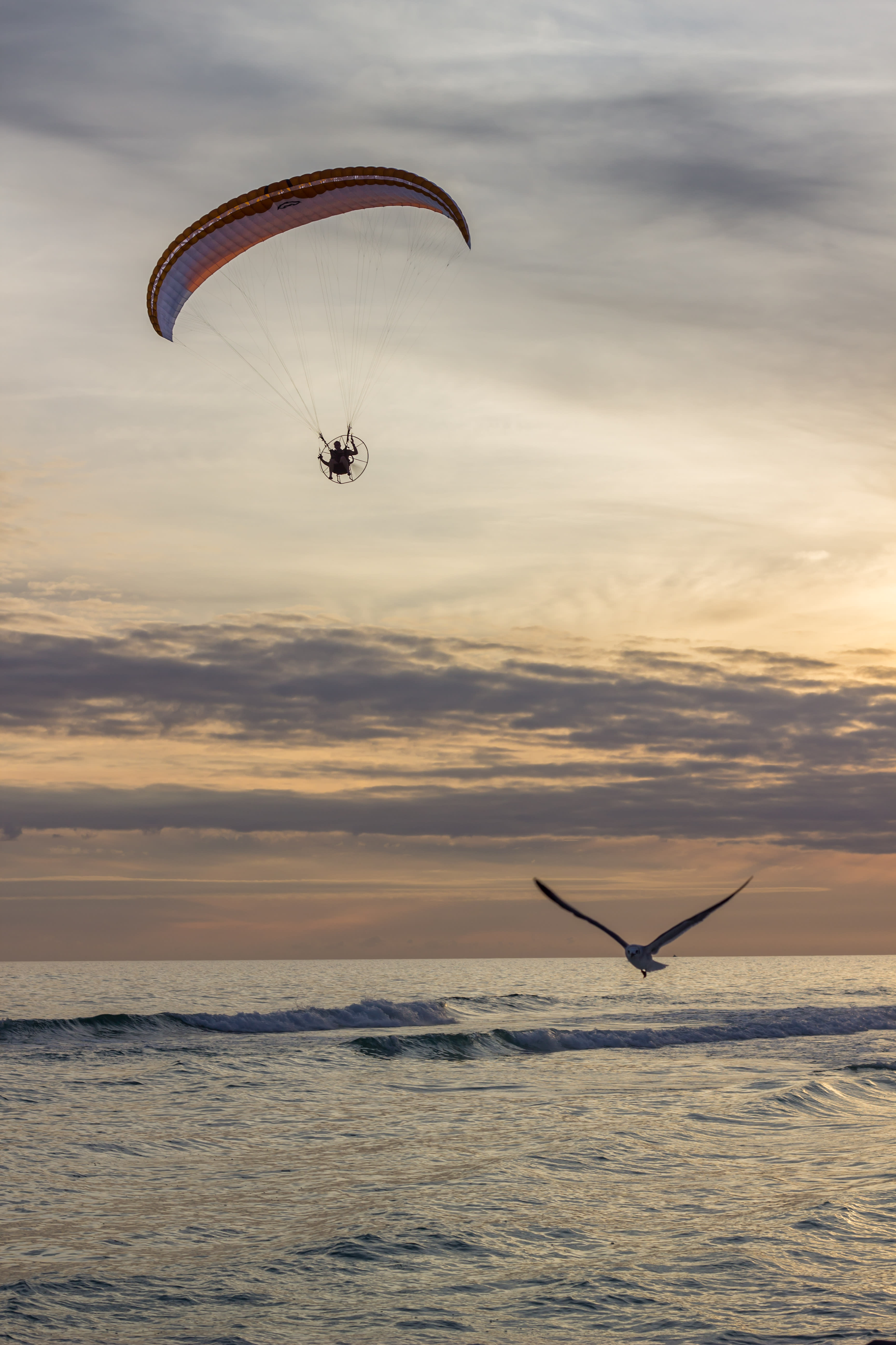 Seagull in flight at sunset