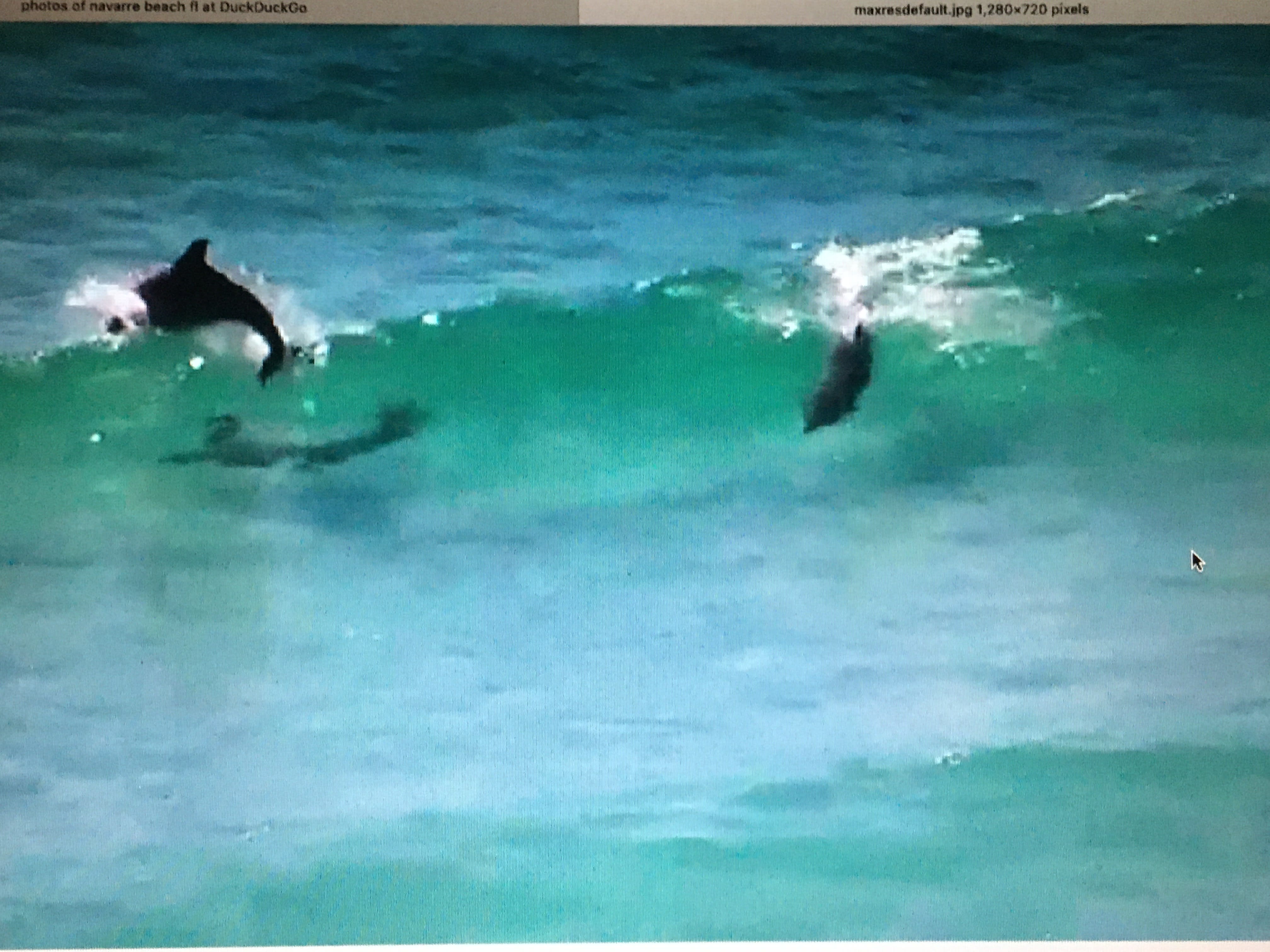 Dolphins are a common site.