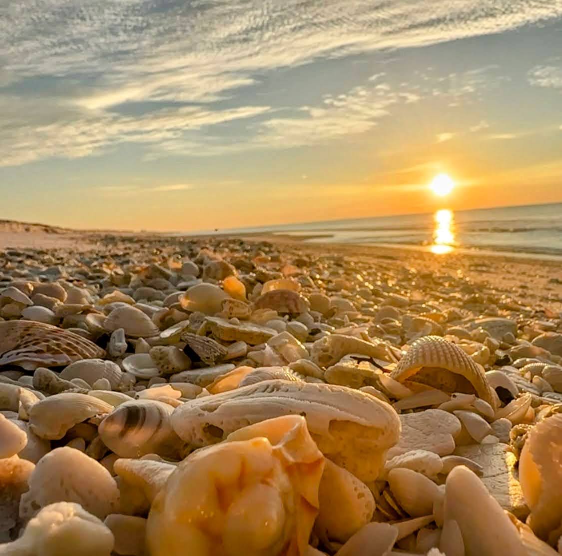 Morning Sunrise with many many Shells