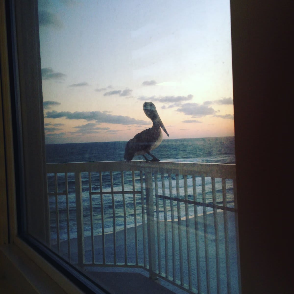 A real Pelican just landed on our deck at Pelican Perch.