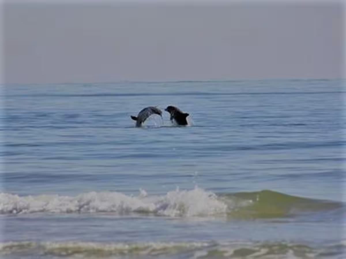 Watch dolphin from balcony.