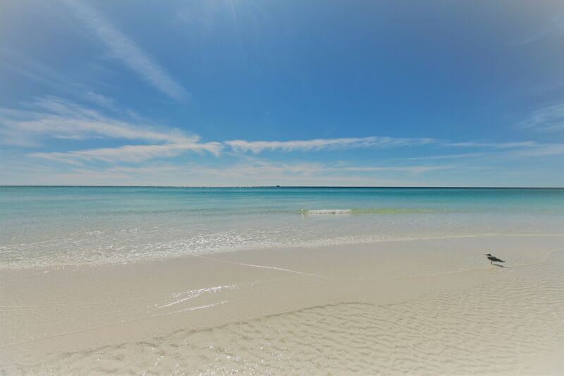 A sandpiper at the beach