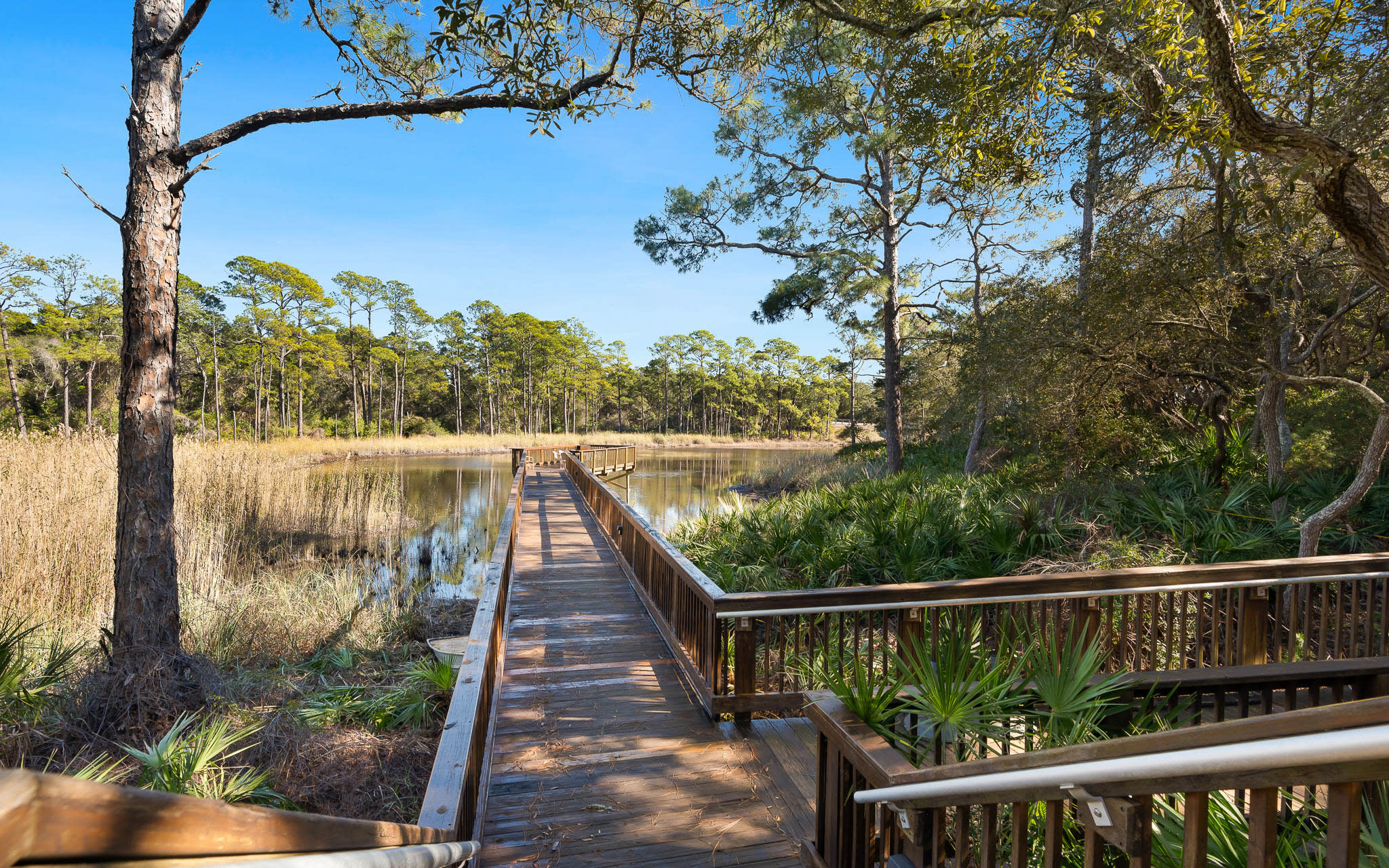 Wooden boardwalk winds through pristine wetlands surrounded by towering pines and coastal vegetation under clear blue skies.