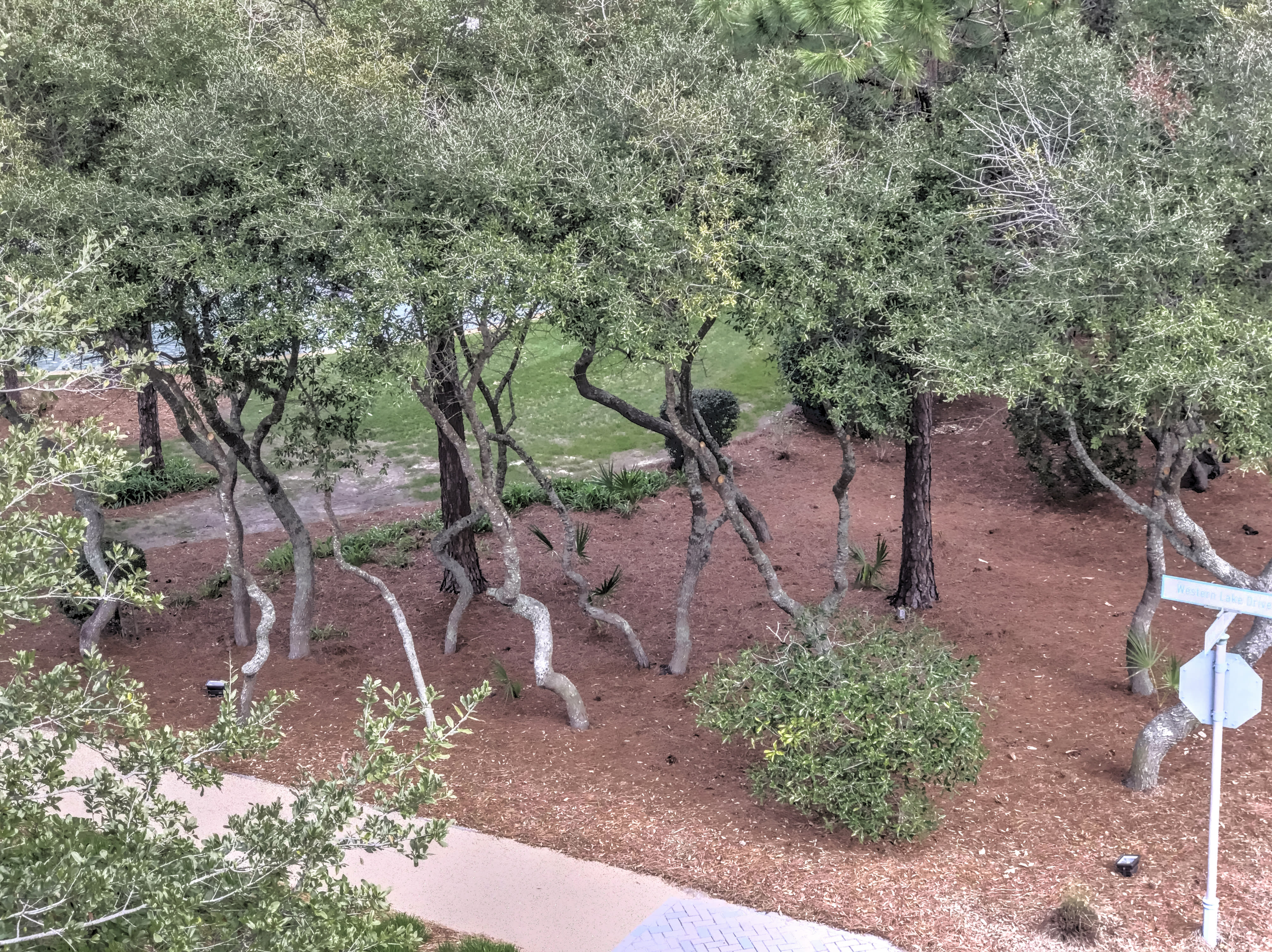 View of Cerulean park from balcony