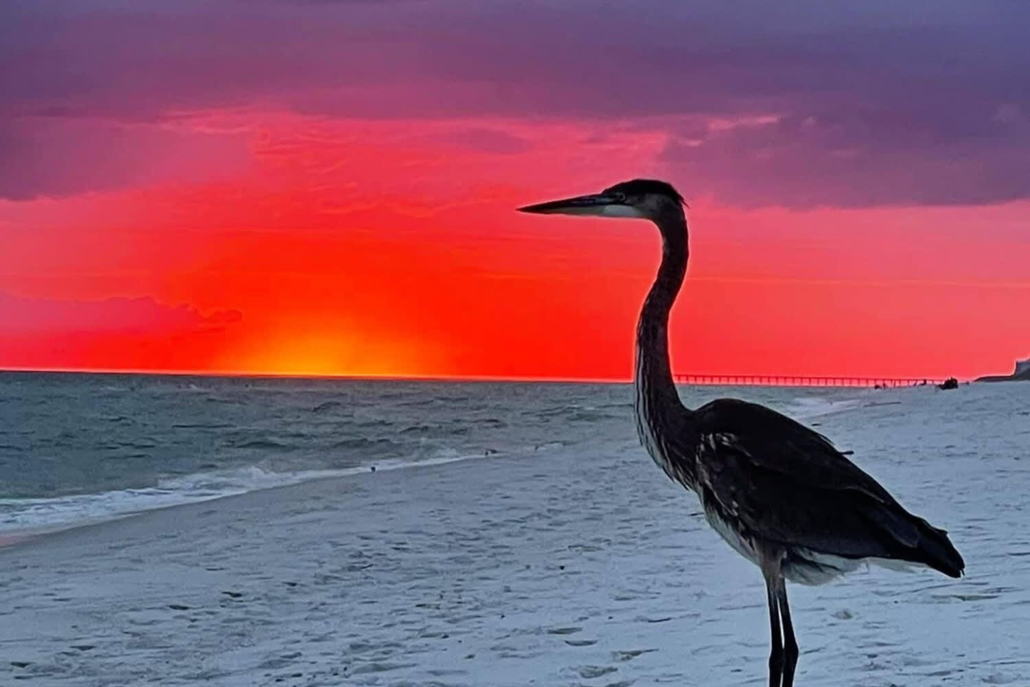 A heron standing on the beach at sunset.