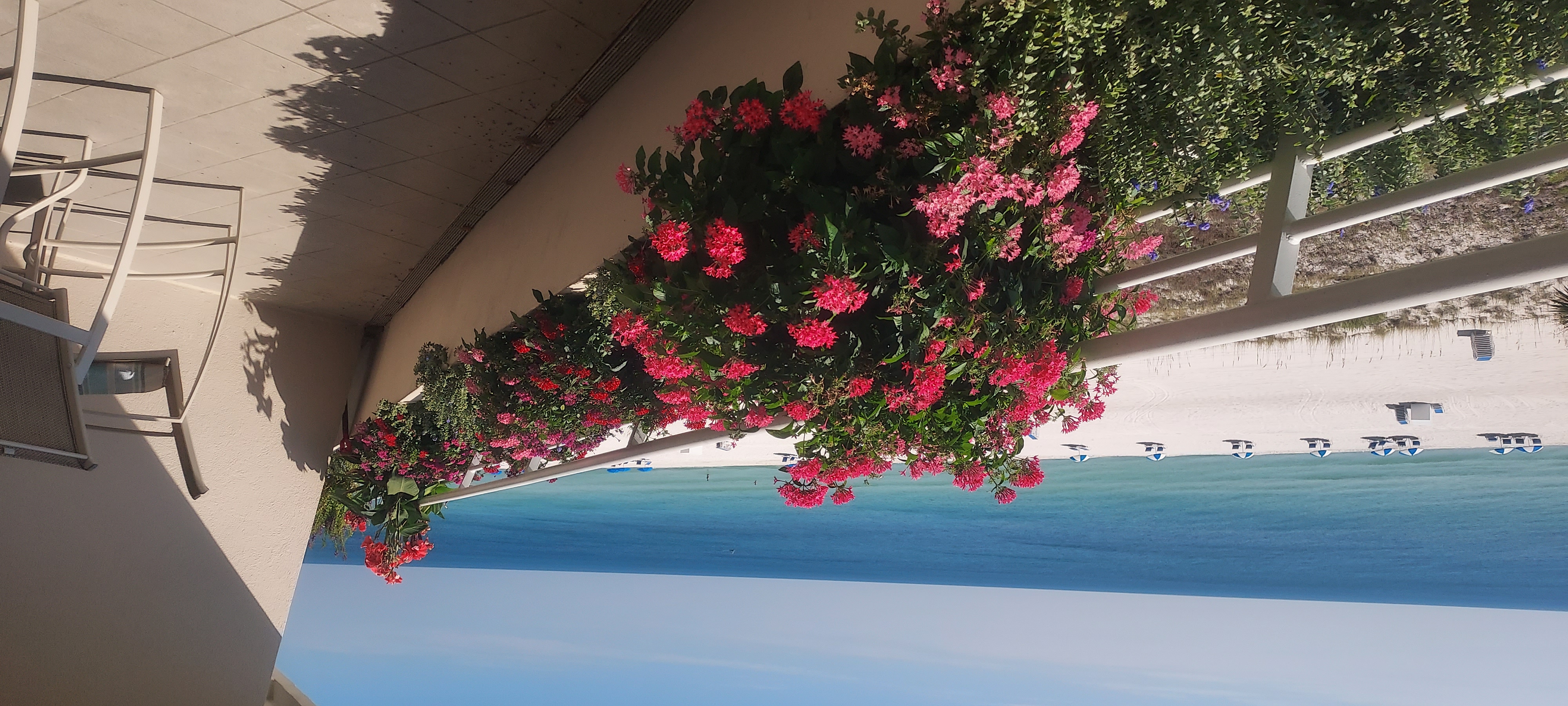 Balcony view over flowering planters