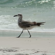 Panama City Beach Vacation Rental 11712