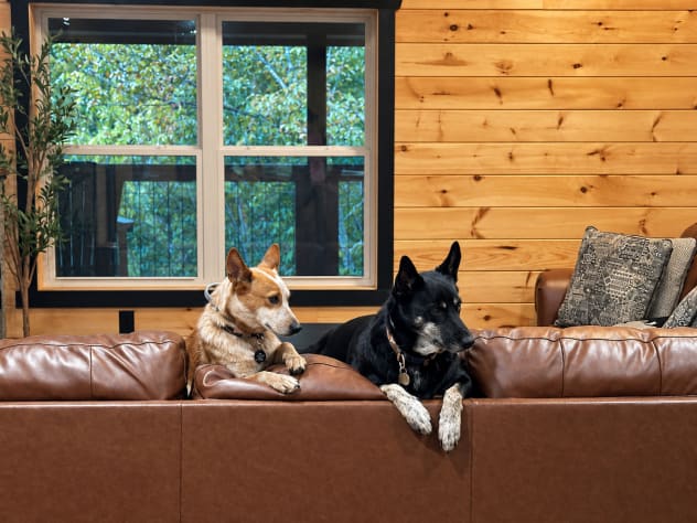 Your pup is welcome up on the couch — just bring along a blanket to keep the furniture… Sevierville, Tennessee Cabin Rental - Gallery Image #18