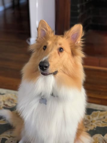 Pigeon Forge, Tennessee Cabin Rental - Gallery Image #3