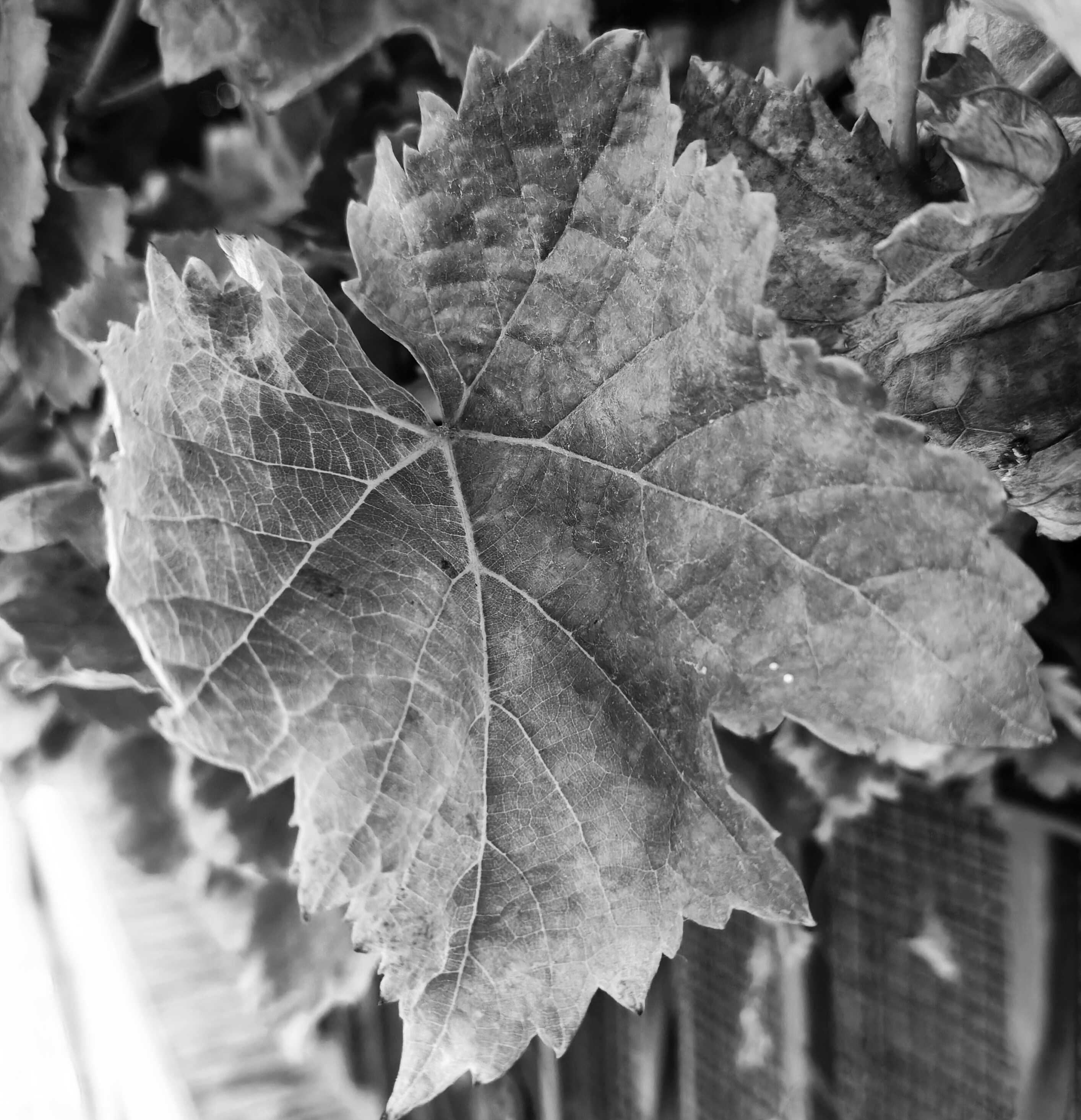 Fotografía mía de una hoja que convertí a blanco y negro