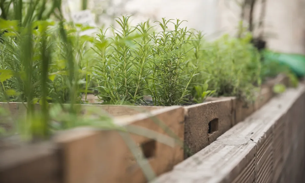 fresh herbs growing in the garden