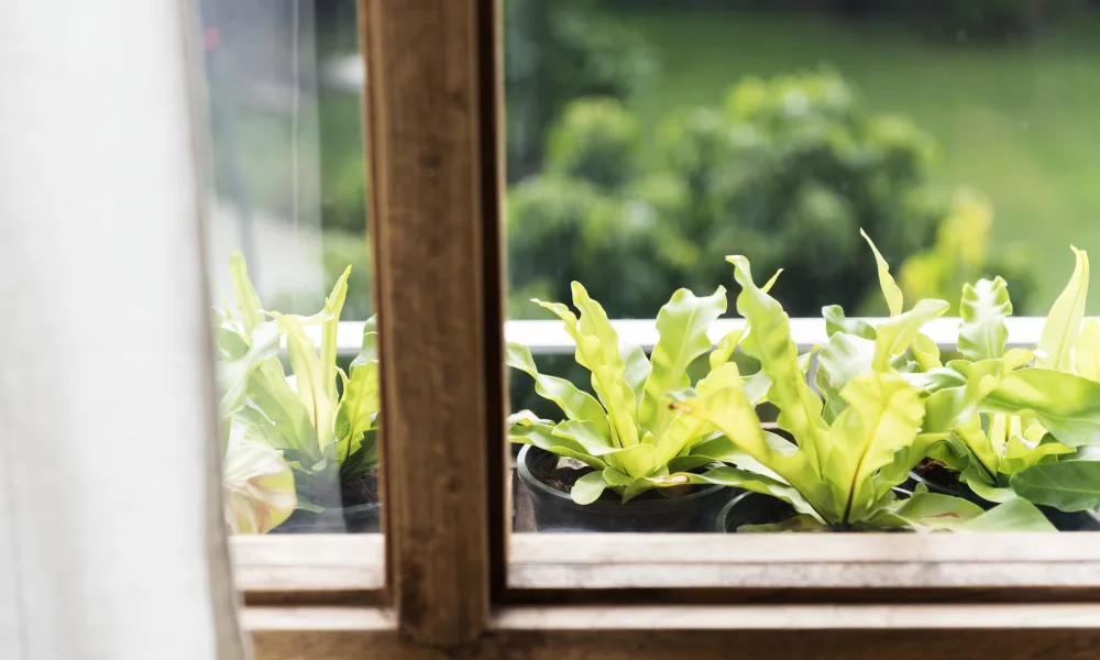 growing greens in the window sale of the backyard garden