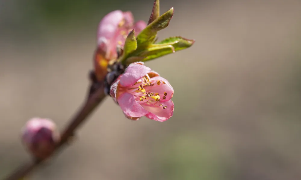 close up of a pink spring peach blossom