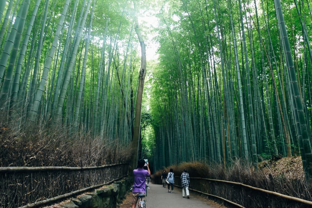 Bamboo forest at Arashiyama